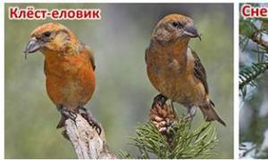 Экологические группы птиц по месту обитания Экологические группы птиц разных классификаций