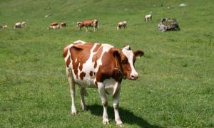 Самые интересные факты о коровах Интеллект и эмоциональная сфера
